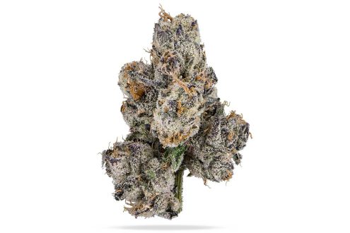 Bargain Budd | Bubble Gum Gelato | Top-Shelf Flower | 3.5g - Image 2