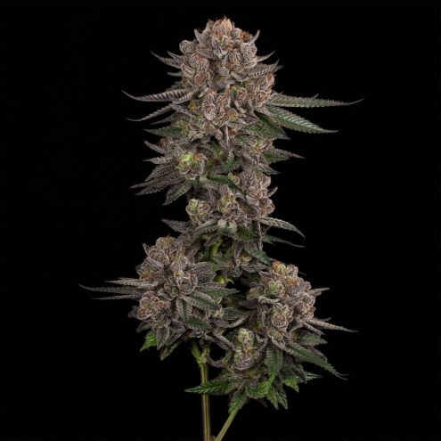 Cookies | Blueberry Banana | Pre-Packaged Premium Flower | 7g - Image 2