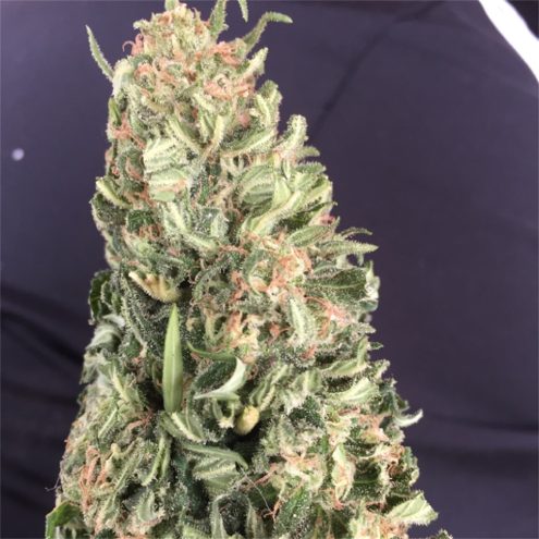 cherry kush -1